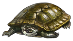 Green Turtle Companion by TokoTime
