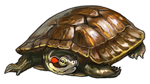 Red Ear Turtle Companion by TokoTime