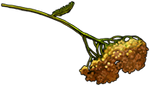 Yarrow by TokoTime