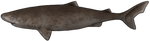 Greenland Shark by TokoTime