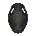 Walrus Pelt - Black by TokoTime