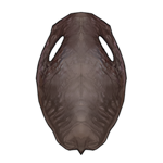 Walrus Pelt - Brown by TokoTime