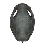 Walrus Pelt - Grey by TokoTime