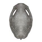 Light Walrus Pelt by TokoTime