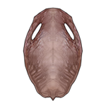 Walrus Pelt - Pink by TokoTime