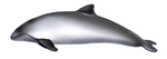 Harbor Porpoise by TokoTime