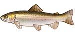 Rainbow Trout by TokoTime