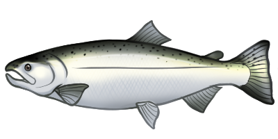 Silver Coho Salmon