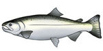 Silver Coho Salmon by TokoTime