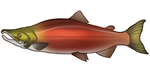 Sockeye Red Salmon by TokoTime