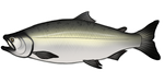 King Chinook Salmon by TokoTime