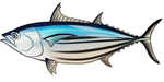 Skipjack Tuna by TokoTime