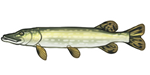 Northern Pike Fish by TokoTime