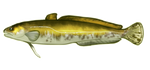 Burbot by TokoTime