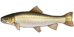 Steelhead Trout by TokoTime