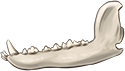 Coyote Jaw by TokoTime