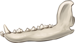 Coyote Jaw by TokoTime