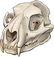 Mountain Lion Skull by TokoTime
