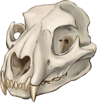 Mountain Lion Skull by TokoTime