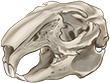 Rabbit Skull by TokoTime