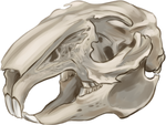 Rabbit Skull by TokoTime