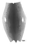 Leopard Seal Pelt by TokoTime
