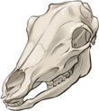 Caribou Skull by TokoTime