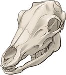 Caribou Skull by TokoTime