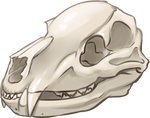 Bear Skull by TokoTime