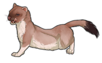 Stoat