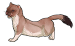 Stoat by TokoTime