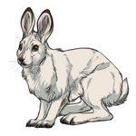 Snowshow Hare Winter Coat by TokoTime