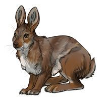 美しい Summer Snowshoe Hare ガルカヨメ 美しい Summer Snowshoe Hare ガルカヨメ
