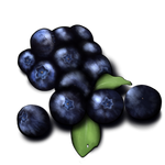 Blueberries by TokoTime