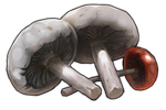 Edible Mushrooms by TokoTime