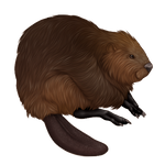 Brown Beaver Companion by TokoTime