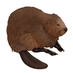 Light Brown Beaver Companion by TokoTime