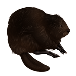 Black Beaver Companion by TokoTime