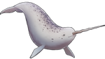 White Narwhal Companion by TokoTime
