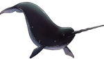 Black Narwhal Companion by TokoTime