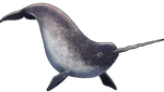 Narwhal Companion by TokoTime