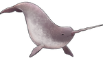 Lavender Narwhal Companion by TokoTime
