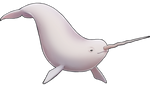 Albino Narwhal Companion by TokoTime