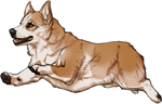 Corgi Companion by TokoTime