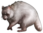 Raccoon Companion- Albino by TokoTime