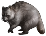 Raccoon Companion- Black by TokoTime