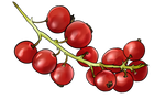 Red Currant by TokoTime