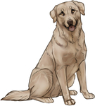 Yellow Labrador Companion by TokoTime