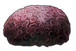 Brain Coral by TokoTime