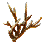Staghorn Coral by TokoTime
